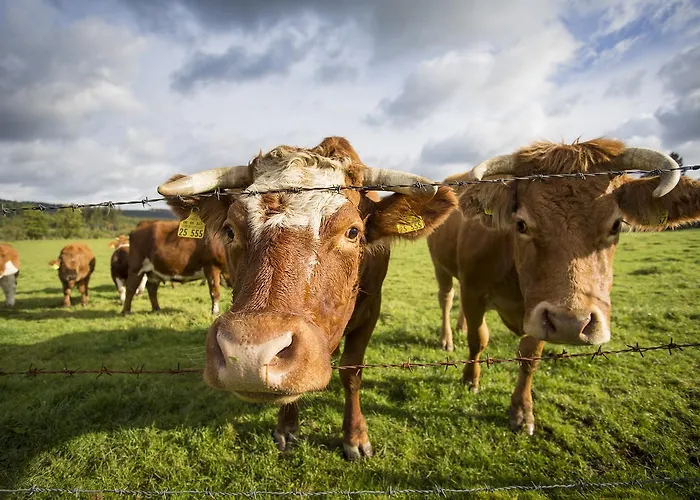 Waldhaus Foeckinghausen 3* בסטוויג